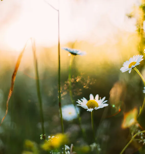 Additional Tools for Your Healing Toolbox