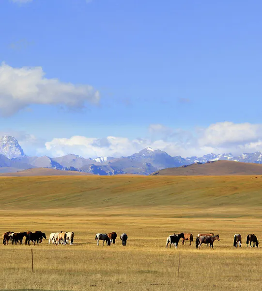 Building a Life Beyond Trauma