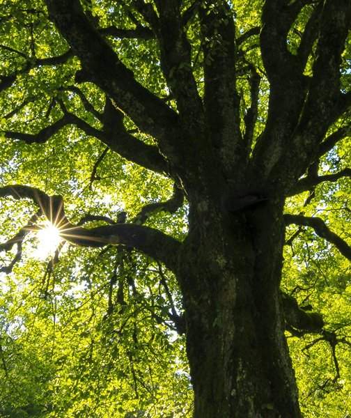 Steps Involved in Reverse Psychology