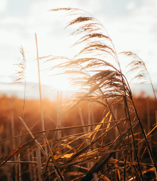 The Genesis of Limiting Beliefs